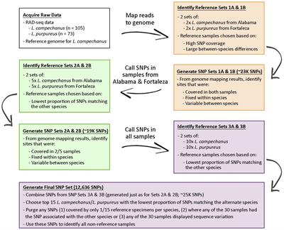 An empirical DNA-based identification of morphologically similar snappers (Lutjanus campechanus, Lutjanus purpureus) using a versatile bioinformatics workflow for the discovery and analysis of informative single-nucleotide polymorphisms